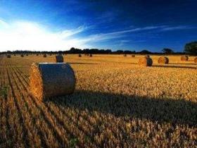 最新成本數(shù)據(jù)披露 全球生物質(zhì)發(fā)電成本持平