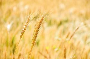 優(yōu)化農(nóng)林生物質(zhì)發(fā)電環(huán)保政策